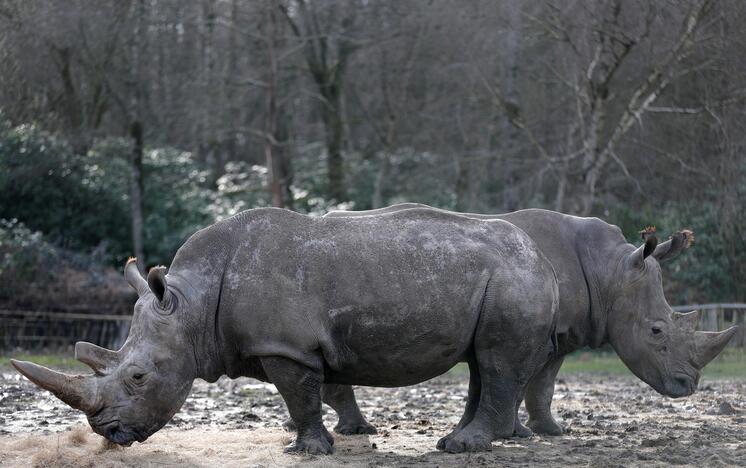 Po brakonieravimo Prancūzijoje čekų zoologijos sodas nupjaus raganosiams ragus