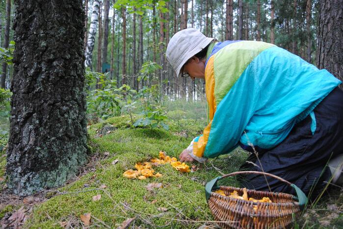 Į ligonines ėmė plūsti grybais apsinuodiję žmonės