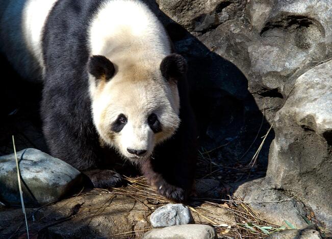 Edinburgo zoologijos sodo panda pagaliau turės jauniklį