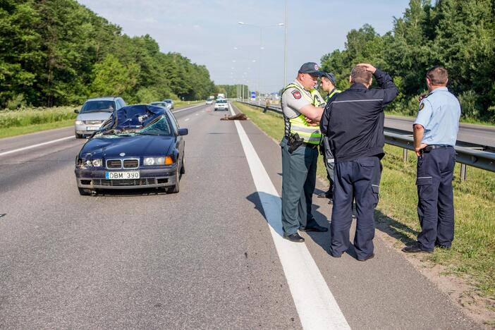 Autostradoje Kaunas-Vilnius partrenktas briedis