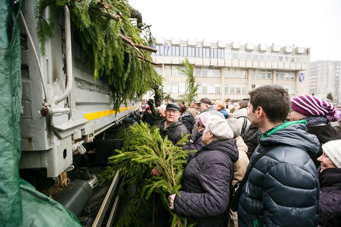 Miškininkai dalina eglių šakas