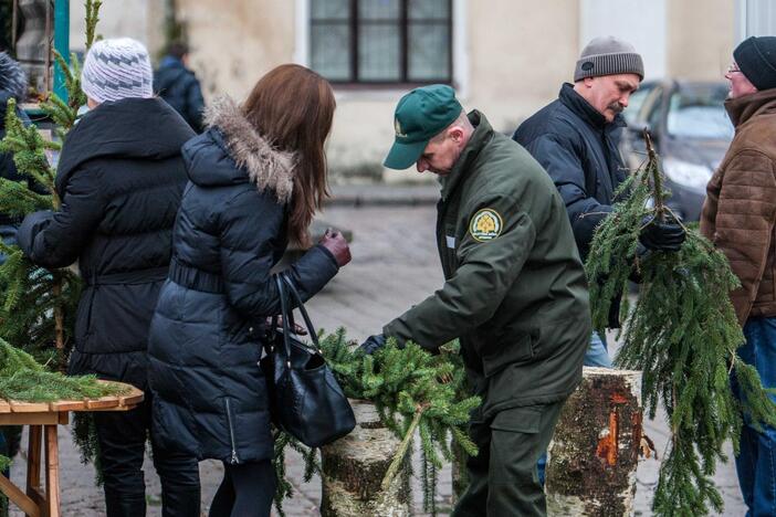 Kauniečiams dalijo eglių šakas