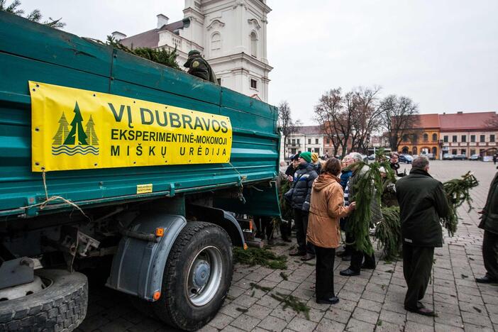 Kauniečiams dalijo eglių šakas