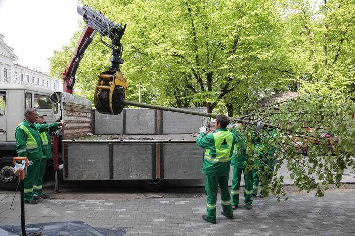 Vasario 16-osios ir Gedimino prospekto sankirtoje pradėtos sodinti 17 naujų liepų