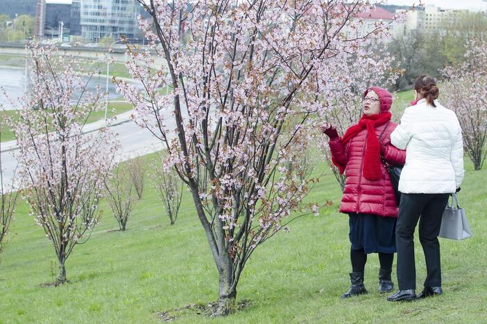 Vilniuje skleidžiasi pirmieji sakurų žiedai