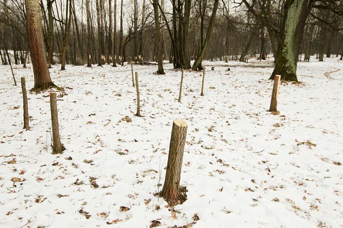 Ąžuolyno parke nukirsti medžiai