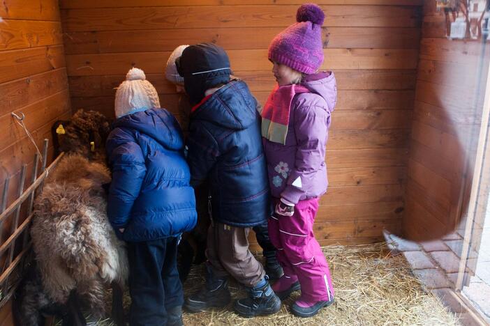 Prakartėlė kartu su avelėmis iškeliauja Iš Kauno rotušės aikštės