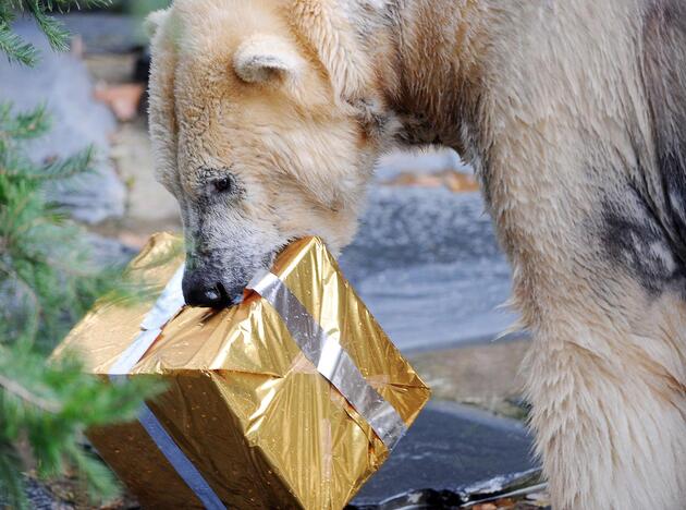 Per didžiąsias metų šventes Prancūzijos zoologijos sodo gyventojai dalinosi dovanas