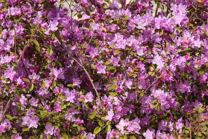 Botanikos sode pražydo rododendrai