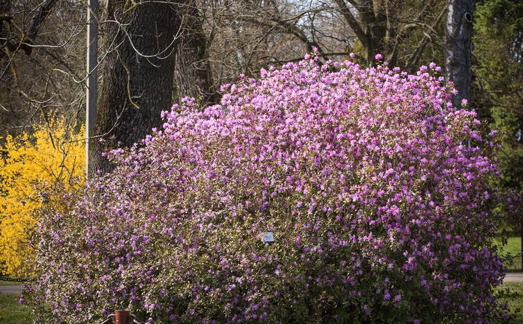 Botanikos sode pražydo rododendrai