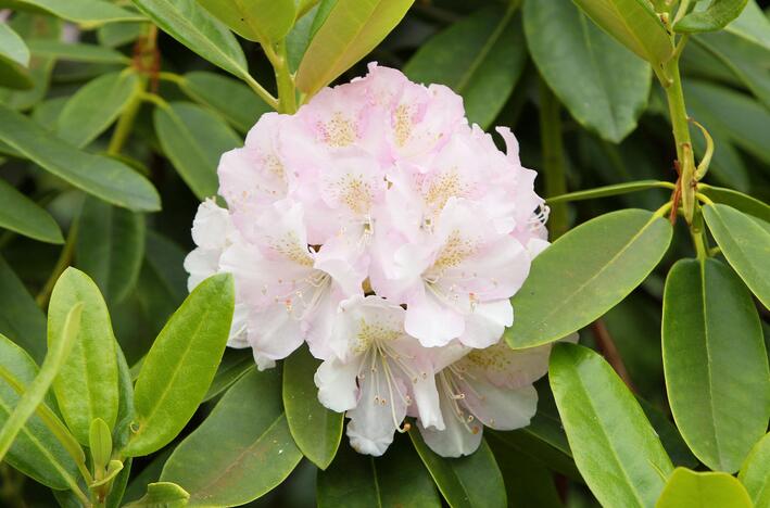 Rododendrai botanikos sode