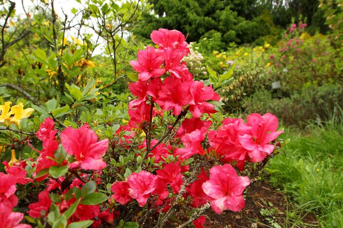 Rododendrai botanikos sode