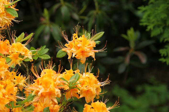 Rododendrai botanikos sode