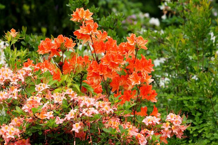 Rododendrai botanikos sode