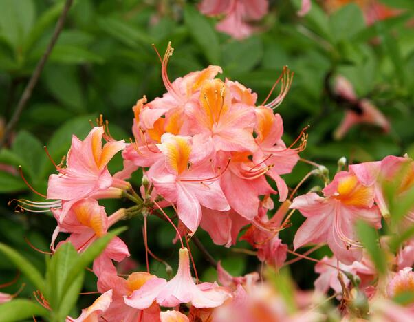 Rododendrai botanikos sode