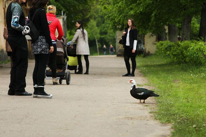 Augalų žavadienis