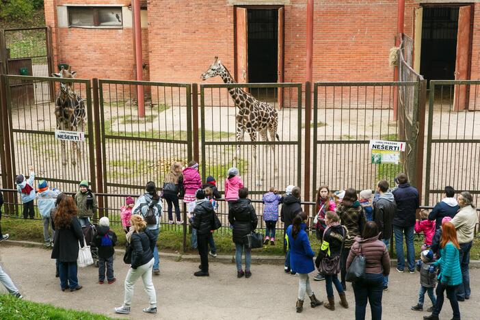 Šeštadienis zoologijos sode