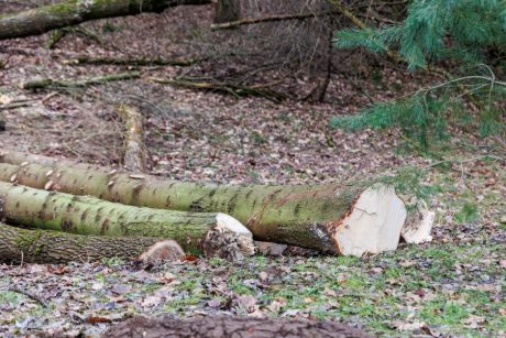 Seimo nariams įteikta peticija dėl plynų kirtimų ribojimo: dabartinė miškų situacija šokiruoja