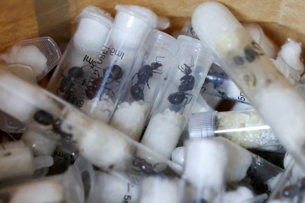 Two Belgians convicted of ants smuggling
