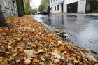 Prapliupus lietui, krintantys lapai pridaro bėdų: technika gatvėse sukinėsis dažniau Prapliupus lietui, krintantys lapai pridaro bėdų: technika gatvėse sukinėsis dažniau