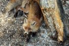 Zoologijos sodas prieš rekonstrukciją. Zoologijos sodas prieš rekonstrukciją.