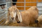 Gyvulininkystės paroda VDU Žemės ūkio akademijoje Gyvulininkystės paroda VDU Žemės ūkio akademijoje