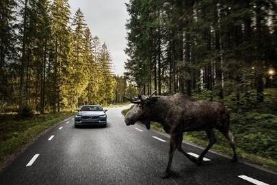 Situacijos: gyvūnai, ypač jauni, negeba adekvačiai reaguoti į galimą transporto priemonės grėsmę.