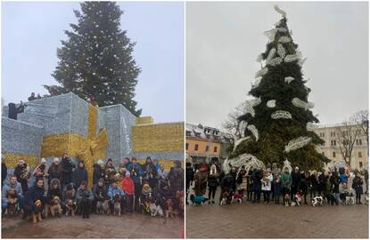 Tradicija: kasmet įvairiuose miestuose prie pagrindinių Kalėdų eglių renkasi spanielių mylėtojai su savo augintiniais.