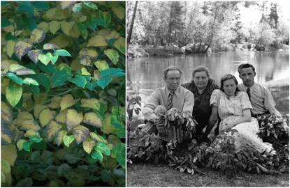 Jungtis: greta J. Lukio vaizdų metraščio eksponuojamos A. Lukio fotografijos iš ciklo „Ars Botanica“.