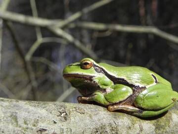 Paprastoji medvarlė (Hyla arborea) 