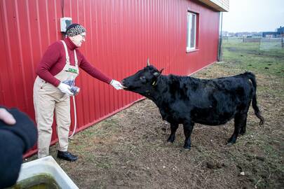 Smagurė: karvutė mielai ima duonos riekę iš šeimininkės rankų.