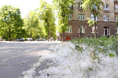 Tarša: tuopų pūkai jau sklando po miestą.