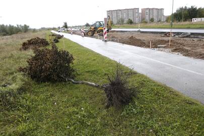 Neūkiškumas: gyventojus papiktino, kad Jūrininkų prospektą tvarkantys kelininkai barbariškai išrovė ne taip seniai pasodintus jaunus ąžuoliukus ir numetė juos į pašalę.