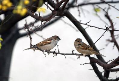 Atgimimas: šiltėjant orams, mieste matyti vis daugiau gyvybės.