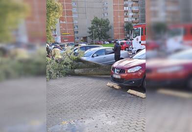 Žala: Nidos gatvėje medis apgadino tris automobilius.