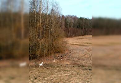 Kitokie: gamtoje baltos spalvos jaunikliai sunkiai išgyvena, juos plėšrūnai greičiau suranda, tačiau baltų danielių gimsta vis daugiau ir daugiau.