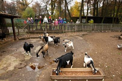 Gilių šventė zoologijos sode