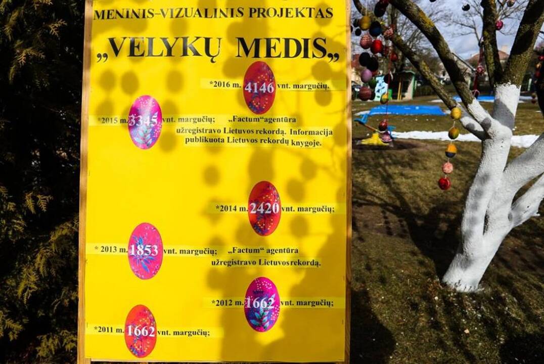 Šeduvoje pražydo rekordinis Velykų medis