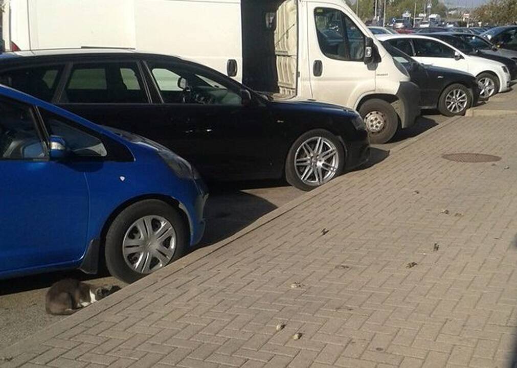 Miestiečius negyvi nykštukai pasitinka kone kiekvieną rytą.