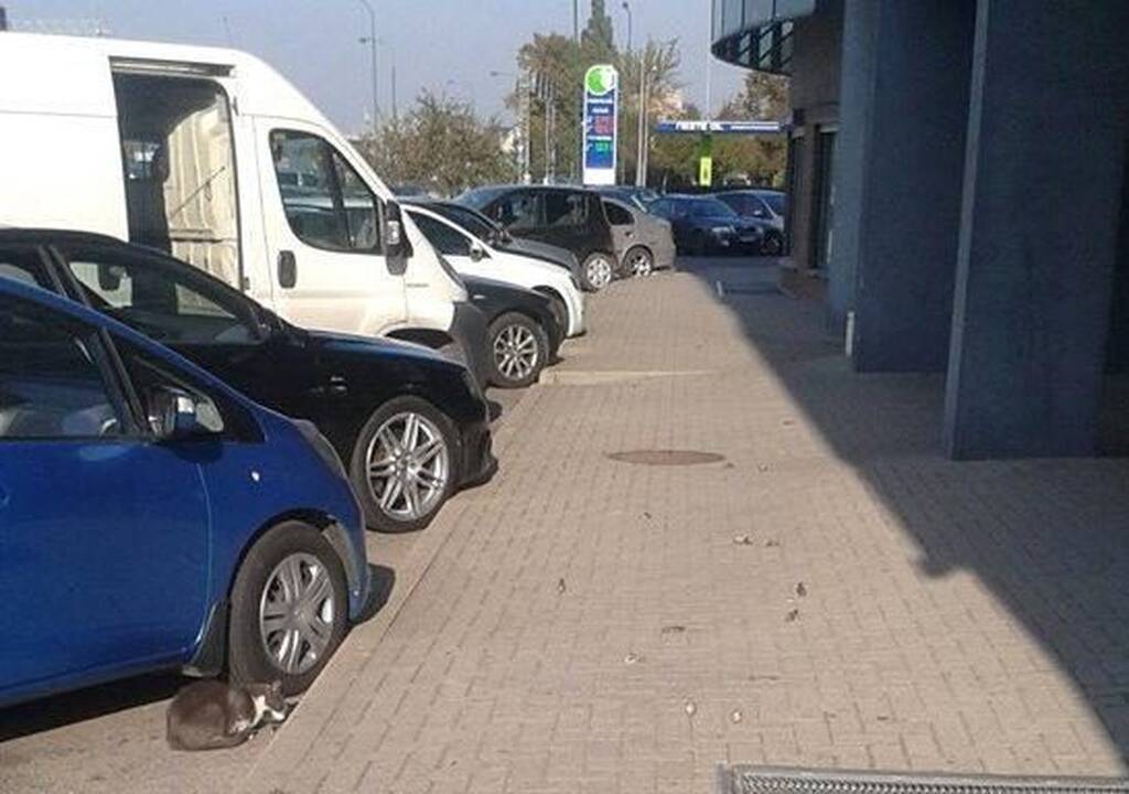 Miestiečius negyvi nykštukai pasitinka kone kiekvieną rytą.