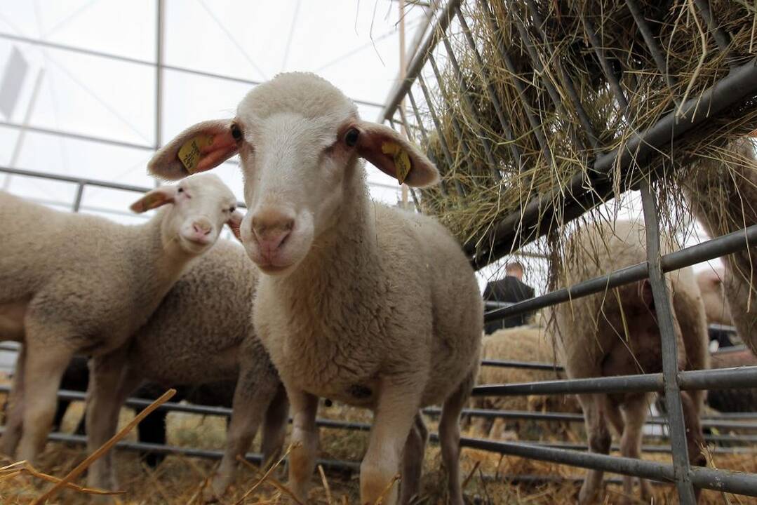 „Agrobalt“ paroda Kaune.