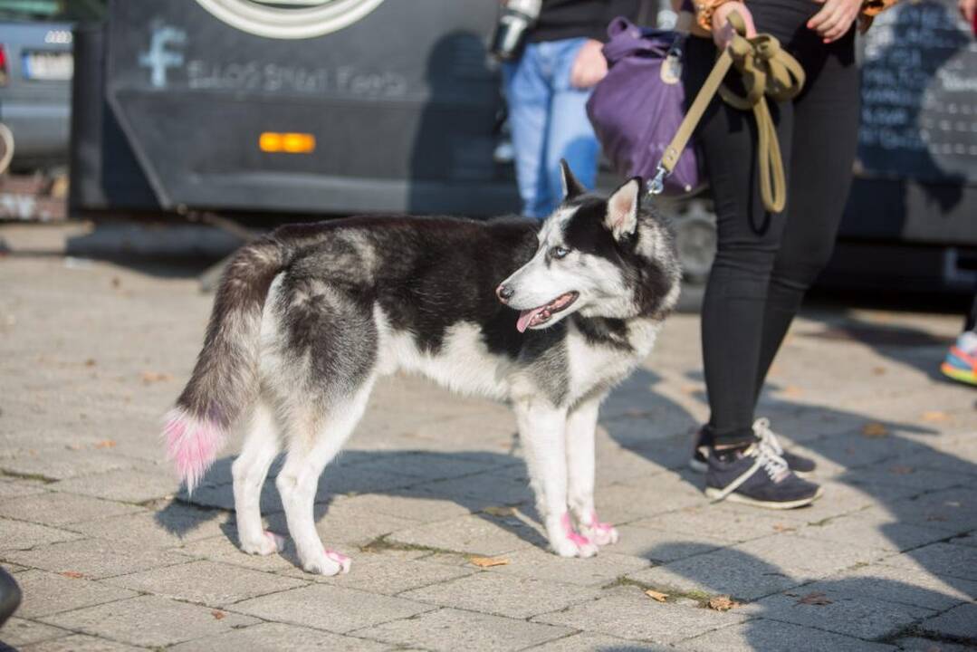 Pink Run