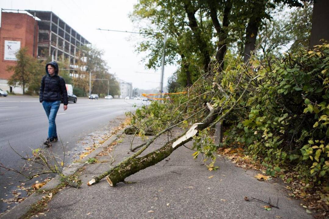 Vėtros padariniai