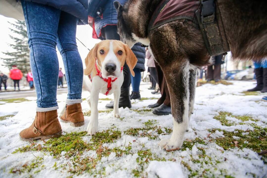 Protesto akcija