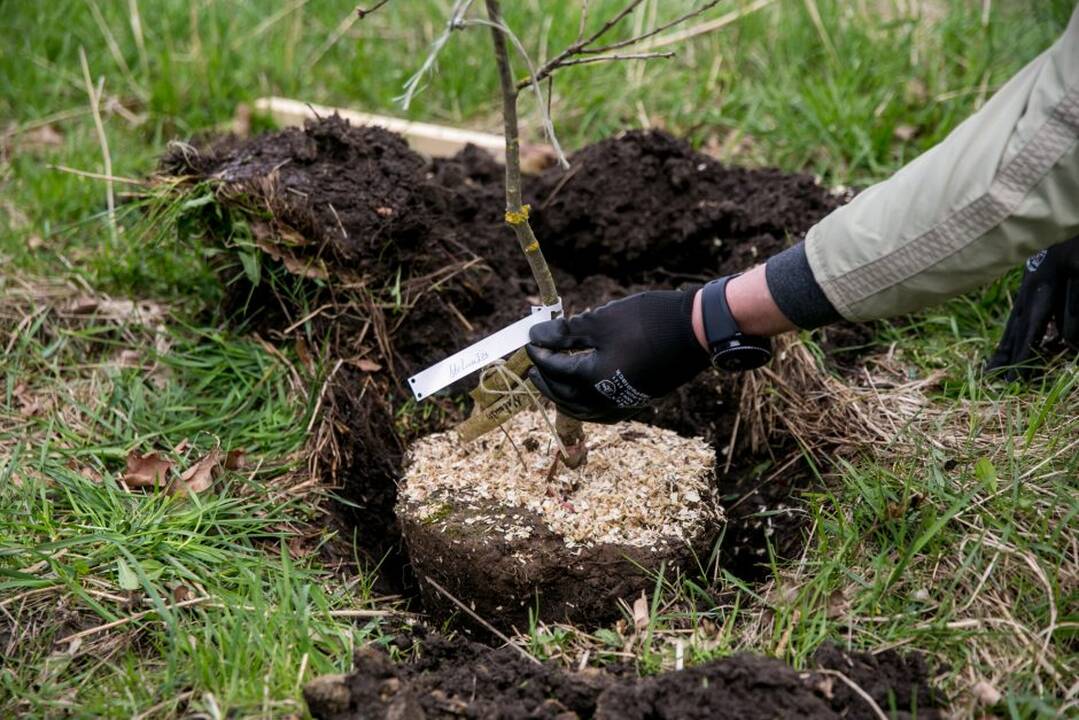 Ąžuolų klonų sodinimo akcija Rumšiškėse