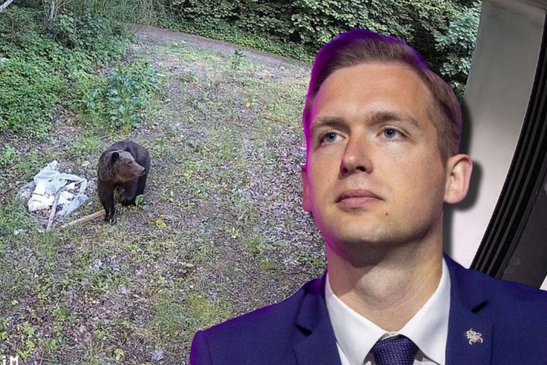 Dėl atklydusios meškos kreipėsi į Aplinkos ministeriją: situacija yra nenormali