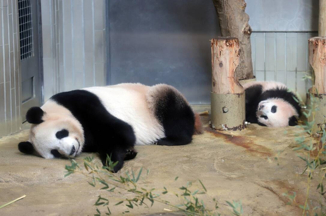 Japonijos zoologijos sode mažylė panda pirmą kartą debiutavo prieš kameras