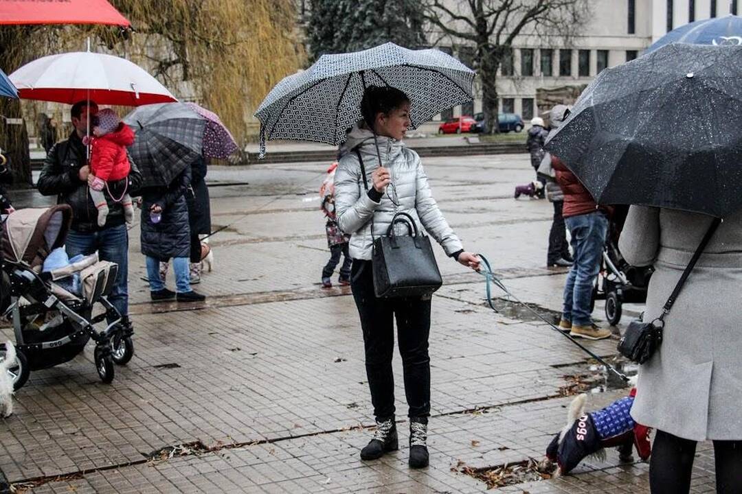 Renginys "Užuosk Kalėdas su Škotijos baltaisiais terjerais"