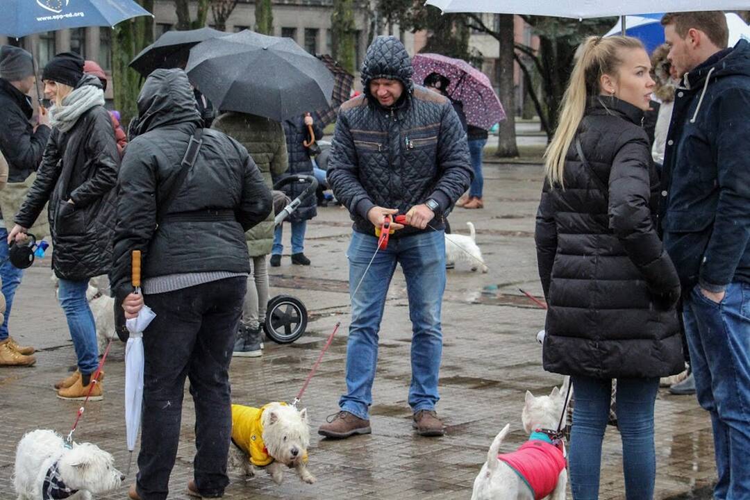 Renginys "Užuosk Kalėdas su Škotijos baltaisiais terjerais"