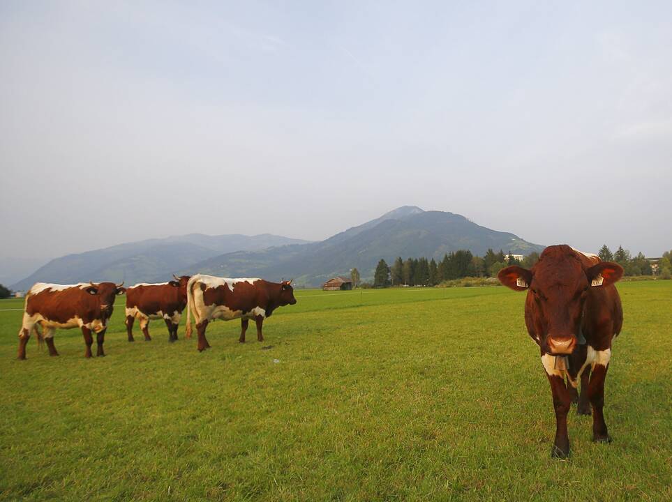 Austrijoje karvių banda mirtinai sužalojo vokietę turistę